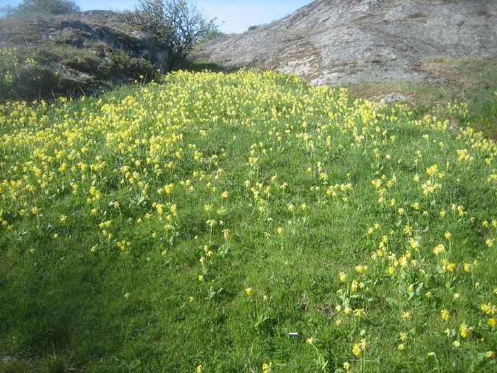 5 maj 2014 majnycklar LH